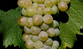 列举世界著名的16种葡萄品种 葡萄有哪些品种